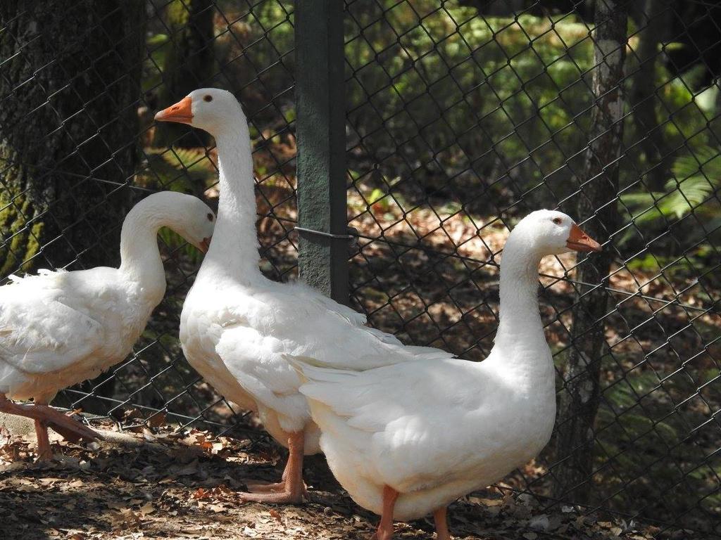 Encosta Dos Tuneis - Turismo E Lazer Sever do Vouga Zewnętrze zdjęcie